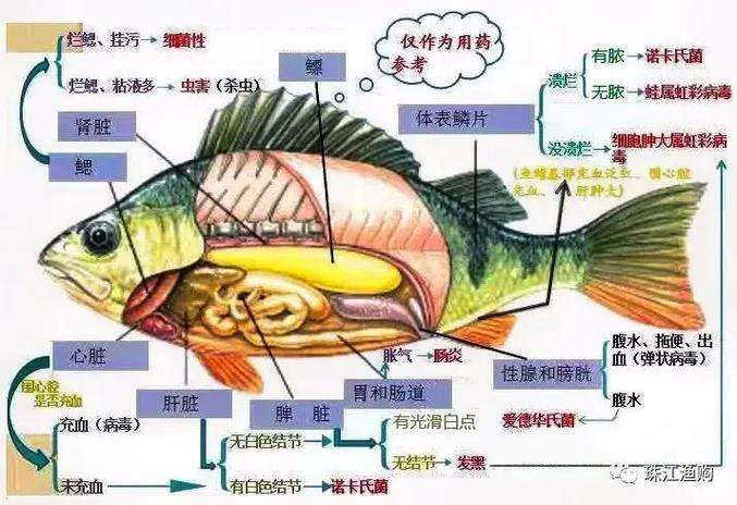 水产养殖教程缩略图