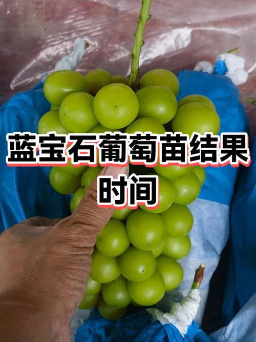 蓝宝石葡萄的功效与作用游戏截图