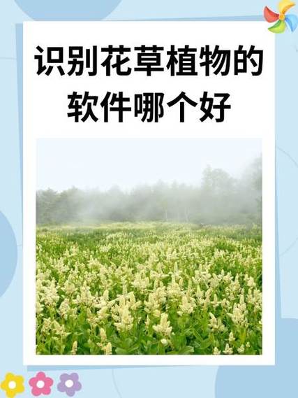 辨认花草的软件缩略图