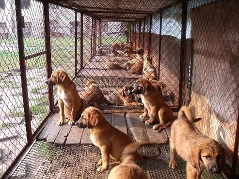 肉狗养殖利润与成本游戏截图