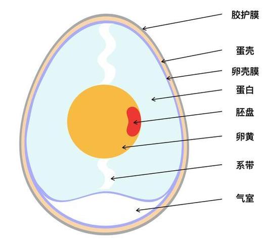 鸡蛋壳可以直接吃吗缩略图