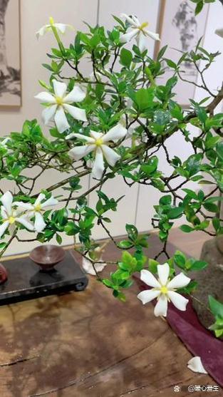 栀子花长什么样缩略图