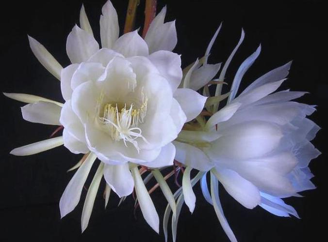 短剧《月夜昙花》免费观看缩略图