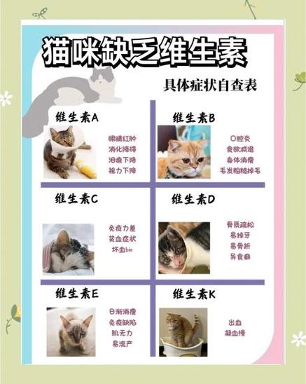 如何找猫咪最有效的方法缩略图