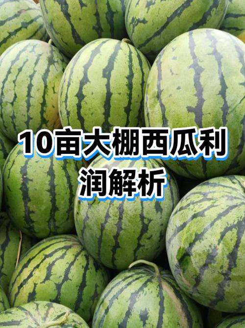 10亩西瓜一年利润多少游戏截图