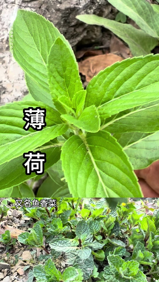 类似于薄荷的一种植物游戏截图