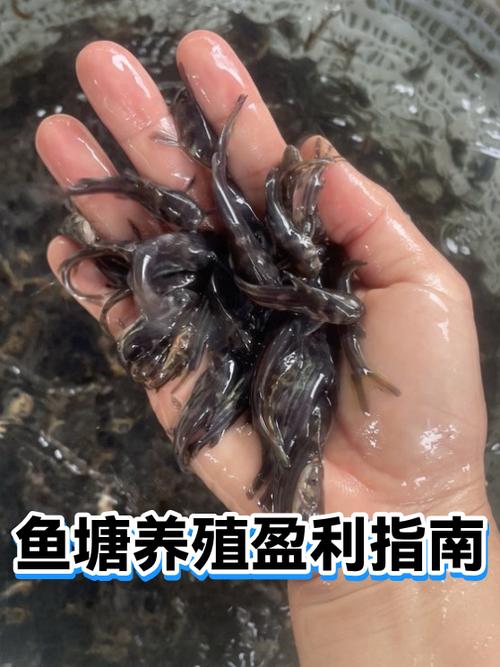有鱼塘养殖什么赚钱缩略图