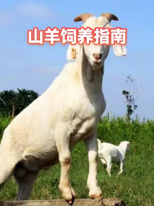 养山羊和绵羊哪个效益好缩略图