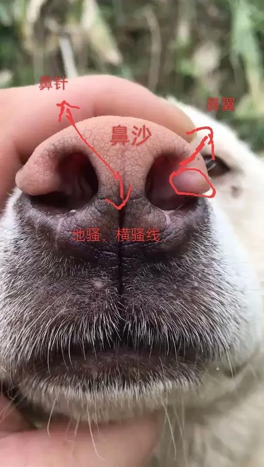 广西土猎犬哪一种最好缩略图