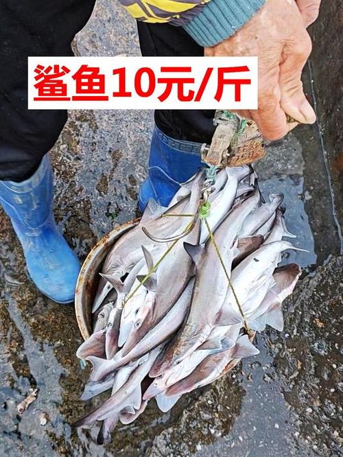 小鲨鱼多少钱缩略图