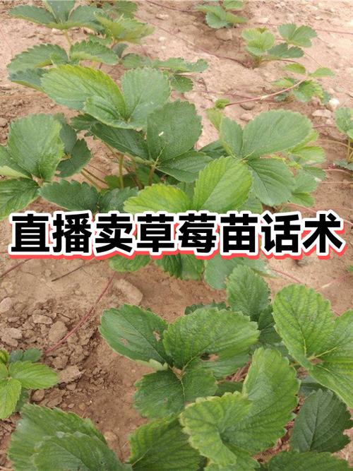 草莓销售话术缩略图