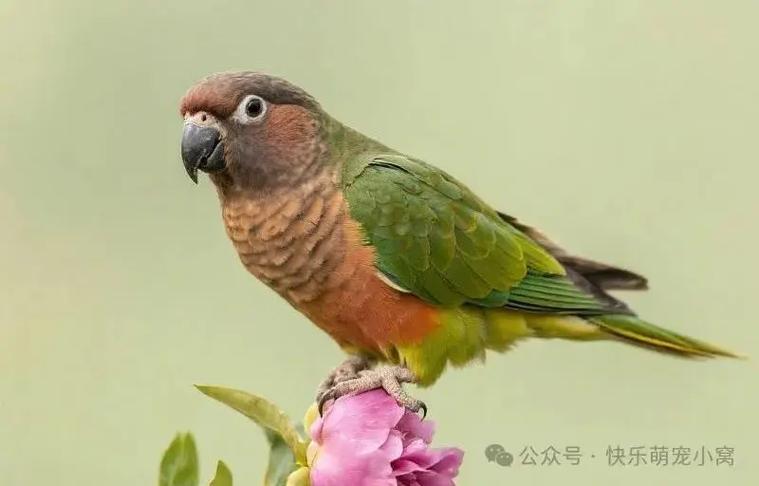 牡丹鹦鹉棕头图片缩略图