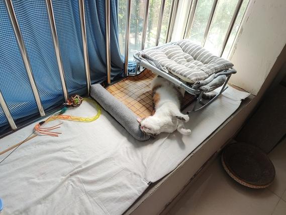 猫喜欢猫窝吗缩略图