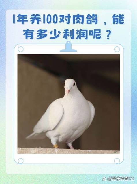 养100只鸽子一年利润游戏截图