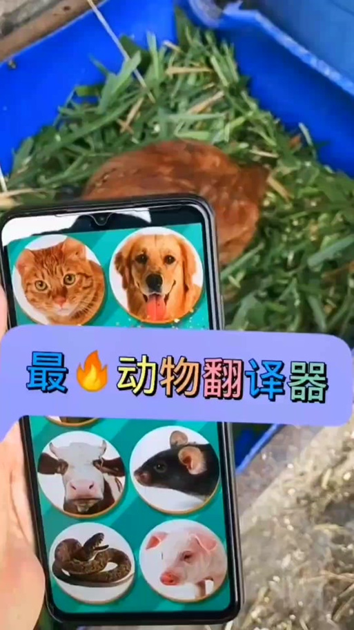 鹦鹉说话翻译器缩略图