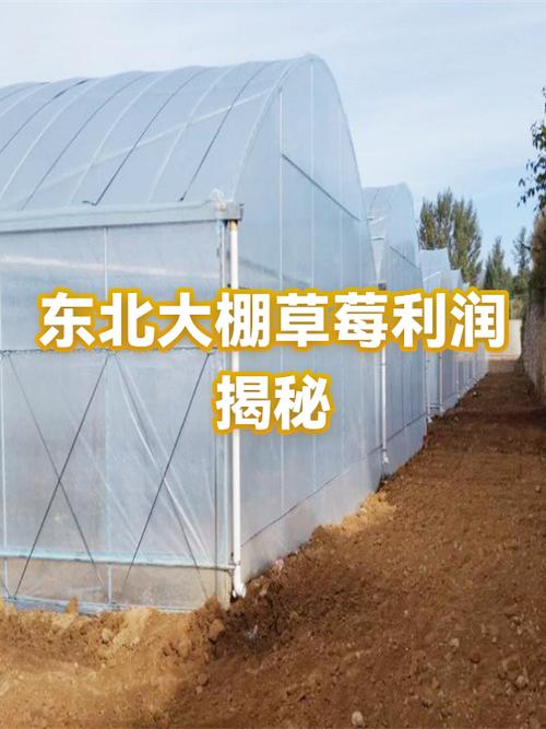 草莓利润有多大缩略图