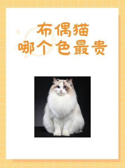 布偶猫的价格缩略图