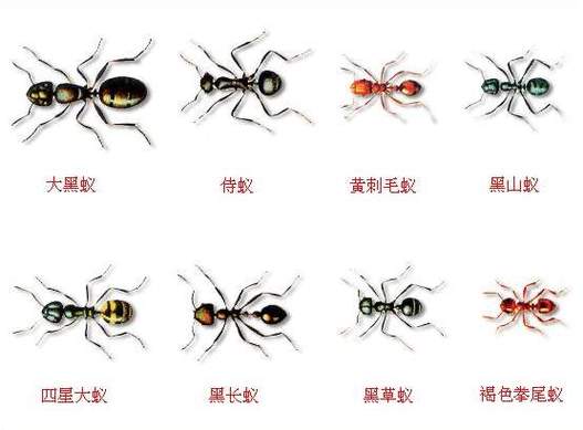 蚂蚁一共有多少种游戏截图