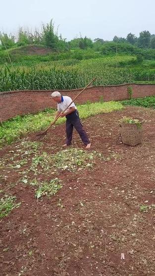 农村种田缩略图