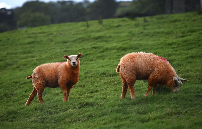 最强牧场主缩略图
