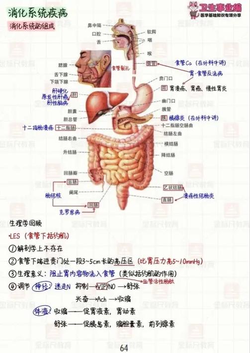 医学基础知识重点必背缩略图