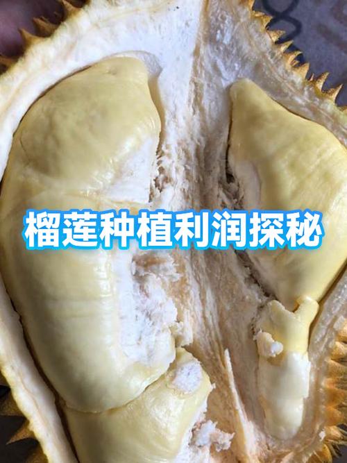 卖榴莲利润高吗缩略图