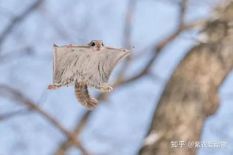 飞鼠映射图标