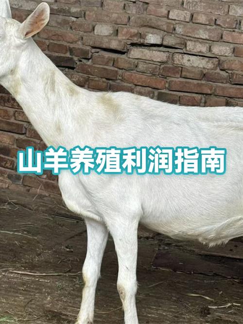 养羊有利润吗缩略图