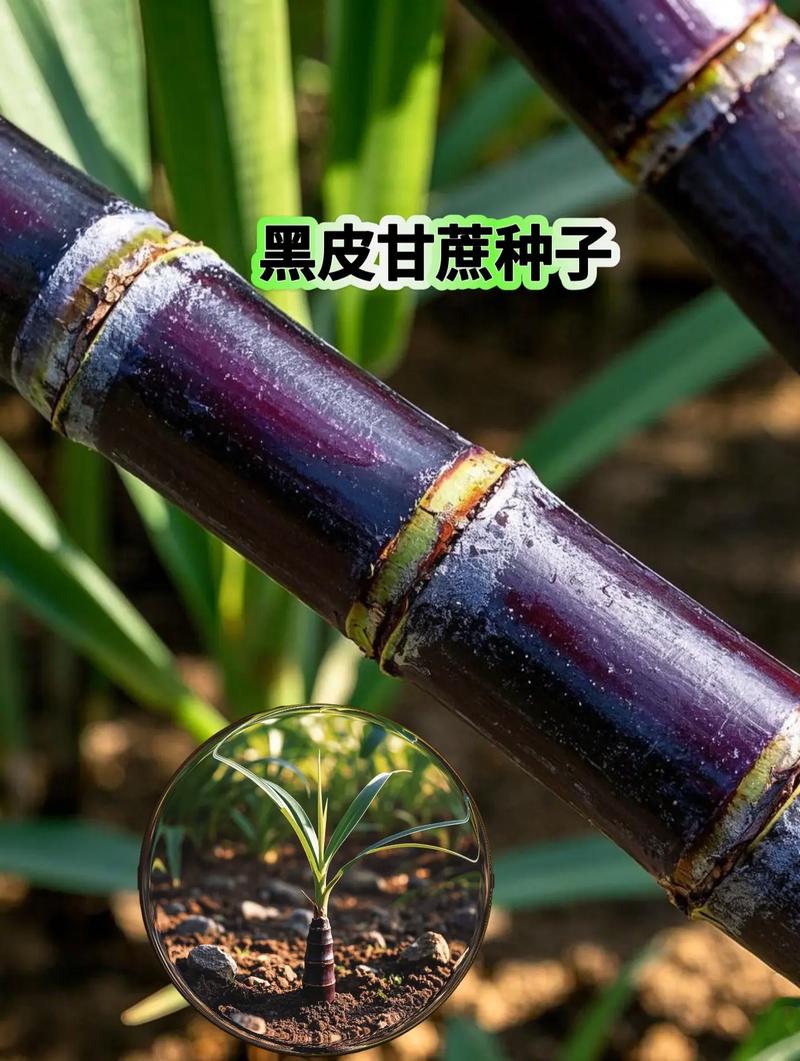 甘蔗种子缩略图