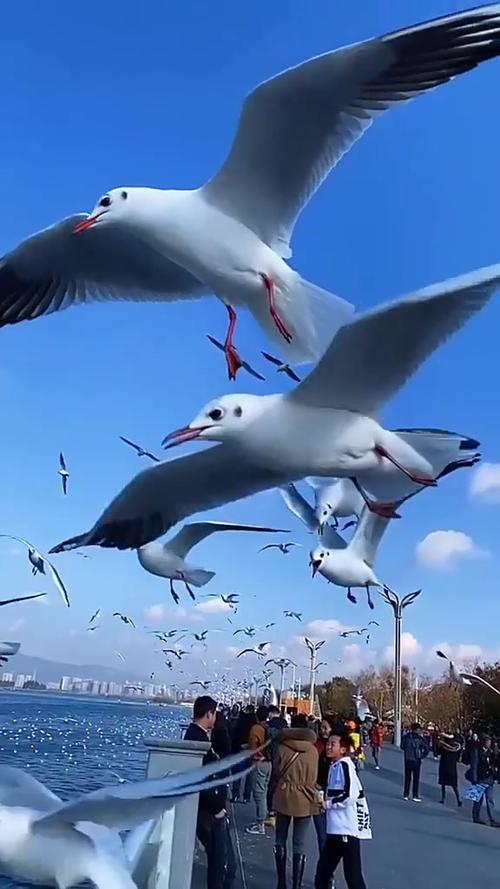 海鸥半彩云缩略图