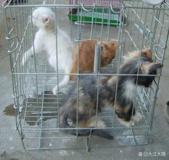 做宠物繁殖赚钱吗缩略图