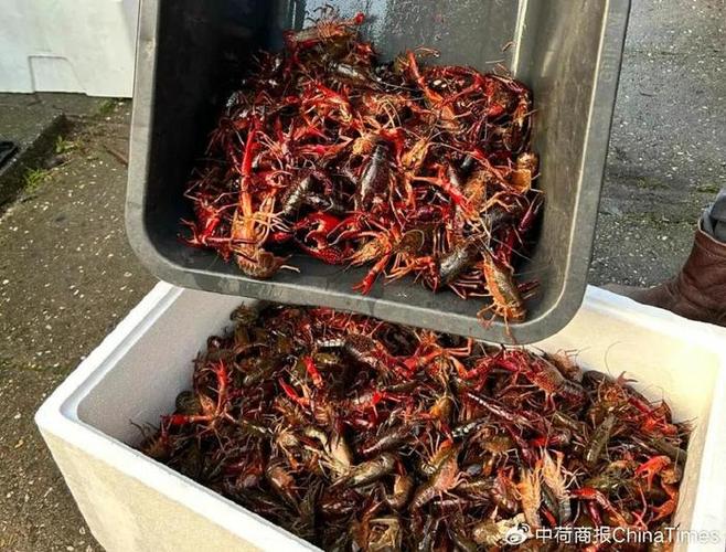 正常一斤小龙虾多少只缩略图