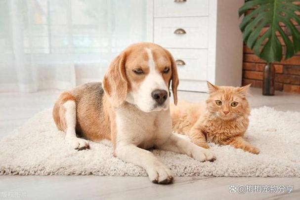 养猫挣钱还是养狗挣钱游戏截图