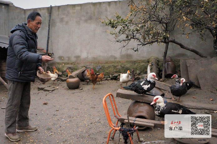 豚鸭尽量少吃的原因缩略图