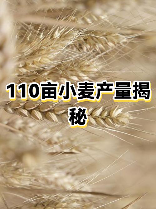 10亩小麦一年利润多少缩略图
