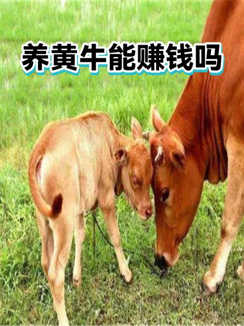 养黄牛能赚钱吗缩略图