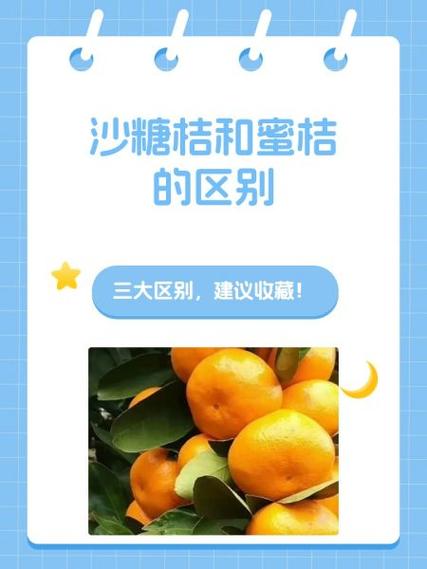 青香桔和沙糖桔哪个好吃游戏截图