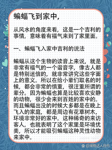 家里进蝙蝠的预兆缩略图