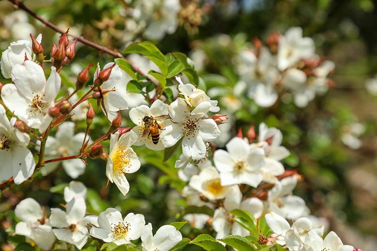 蔷薇花蜜蜂会采蜜吗缩略图