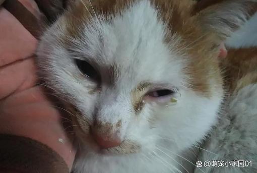 猫上火眼睛睁不开怎么办缩略图