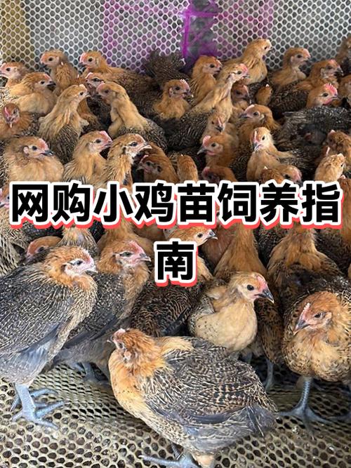 小鸡苗批发多少钱一只缩略图