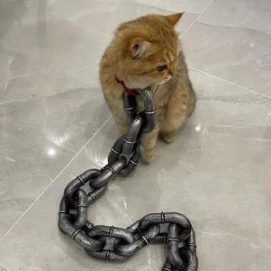 栓猫的绳子叫什么缩略图