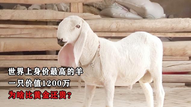 种羊多少钱一只游戏截图