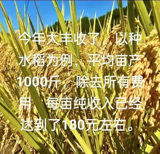 种一亩水稻的成本和利润游戏截图