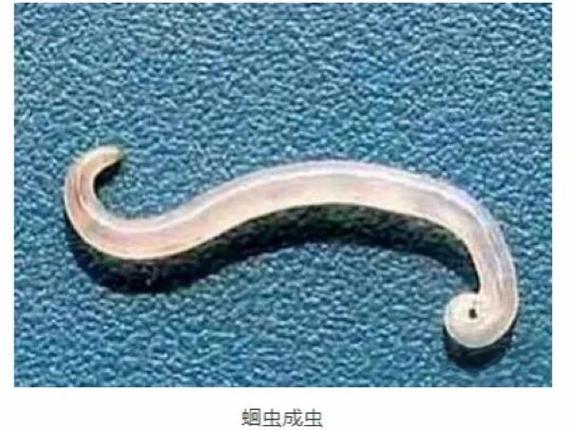 寄生虫从胸罩那里寄生游戏截图