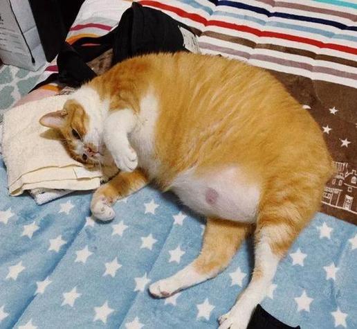 猫怀孕的表现缩略图
