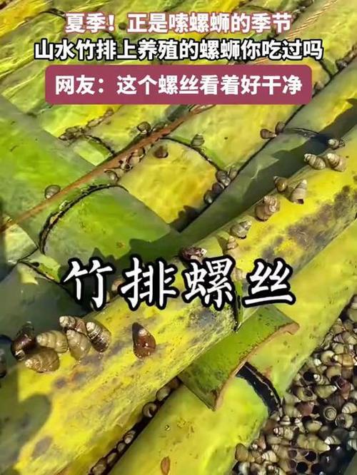 养螺蛳一亩有多少利润缩略图