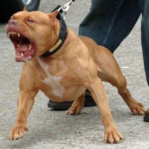 比较凶猛的犬缩略图