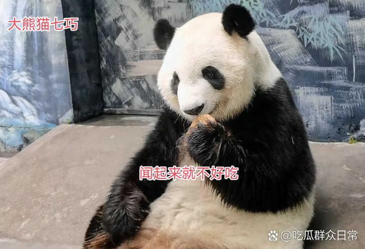 熊猫广告视频搞笑视频图标