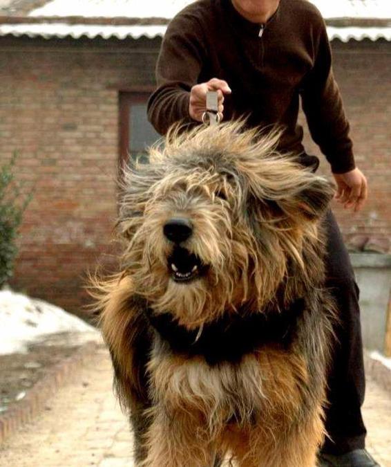 中国最猛的5种犬缩略图